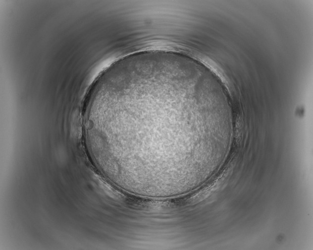 X0000099491067200805291102