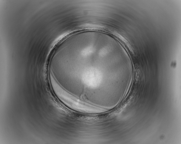 X0000099491074200805291102