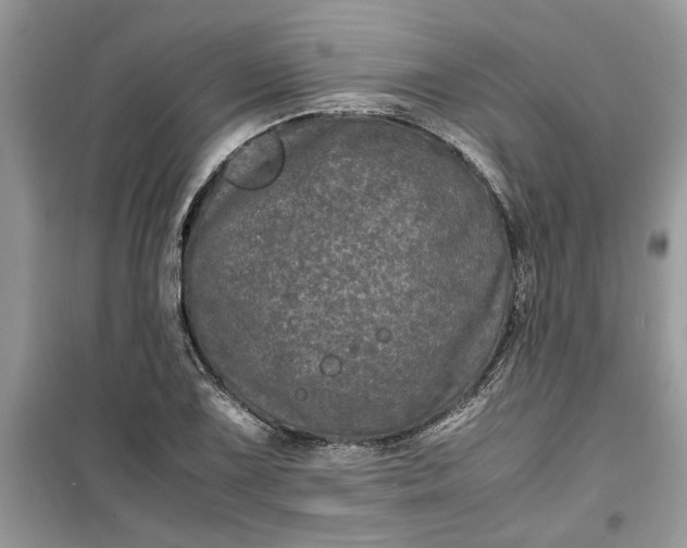 X0000099491075200805291102