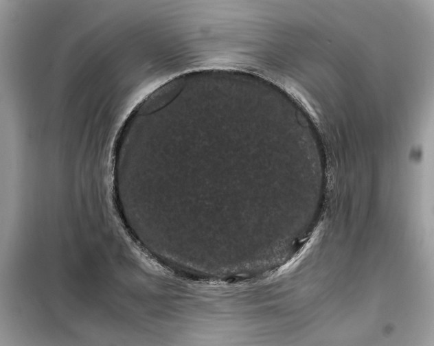 X0000099491077200805291102