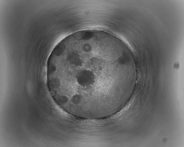 X0000099491079200805291102