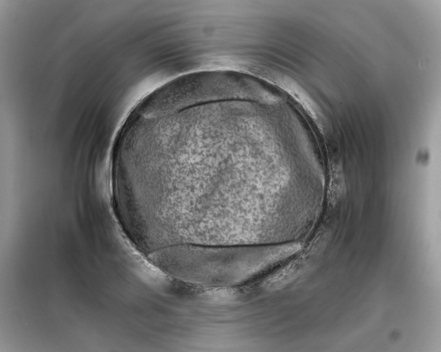 X0000099491080200805291102