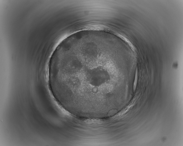 X0000099491083200805291101