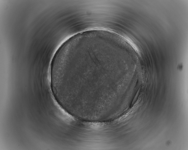 X0000099491084200805291101