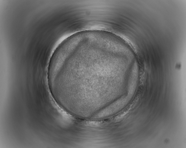 X0000099491086200805291101