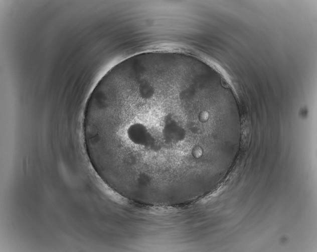 X0000099491091200805291101