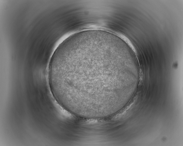 X0000099491098200805291101