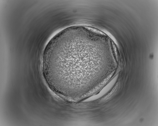 X0000099491101200805291101