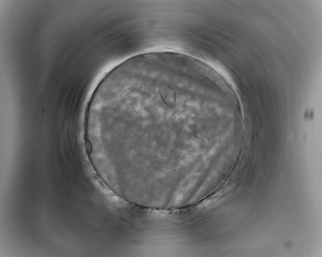 X0000099491104200805291101