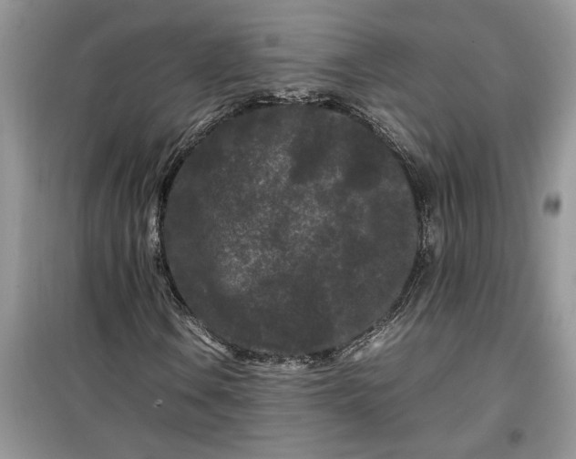 X0000099491106200805291101