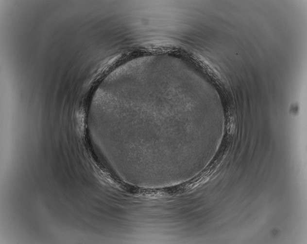 X0000099491108200805291101