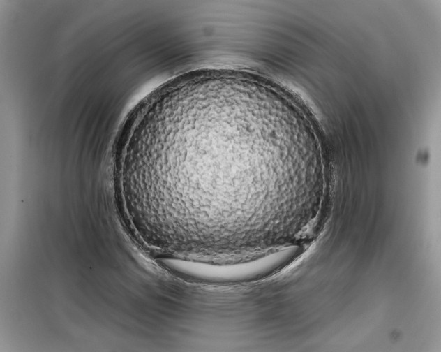 X0000099491114200805291101