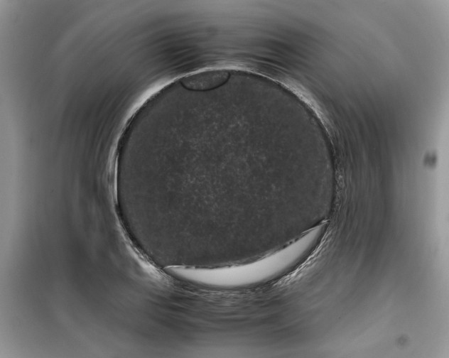 X0000099491127200805291101