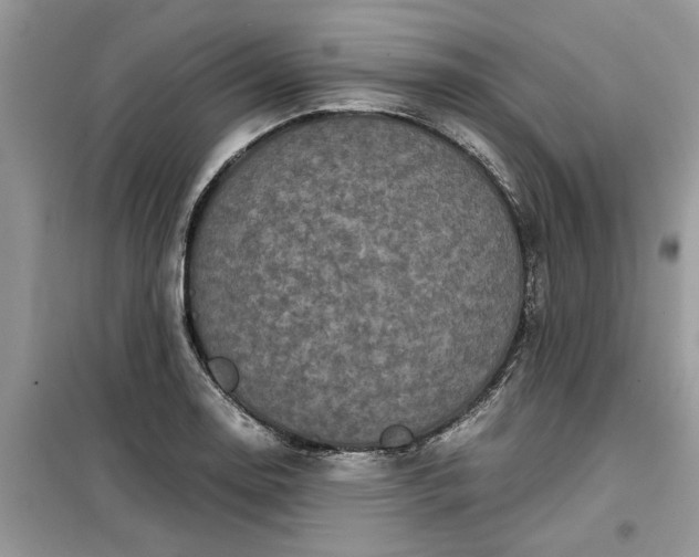 X0000099491130200805291101