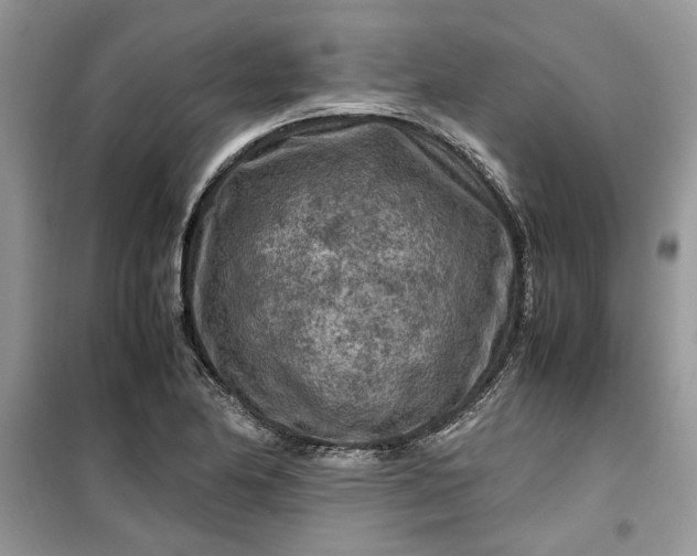 X0000099491174200805291100