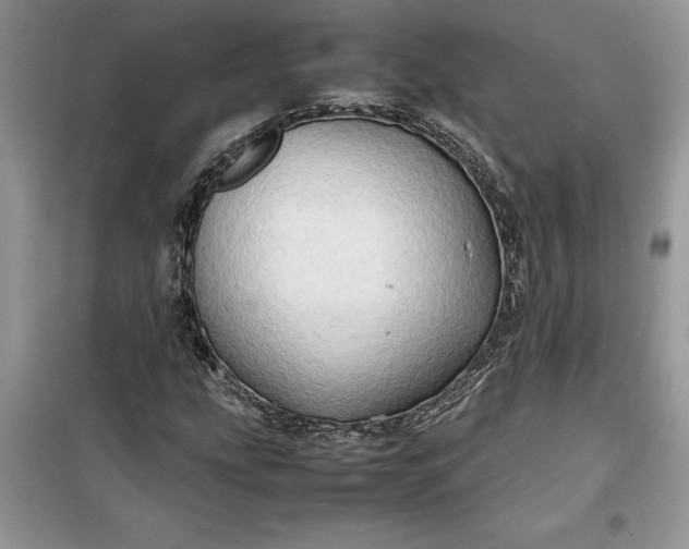 X0000099491207200805291059