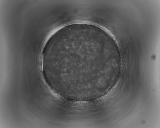 X0000099491223200805291100