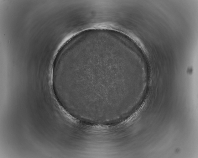 X0000099491224200805291100