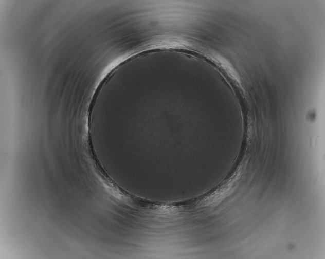 X0000099491226200805291100