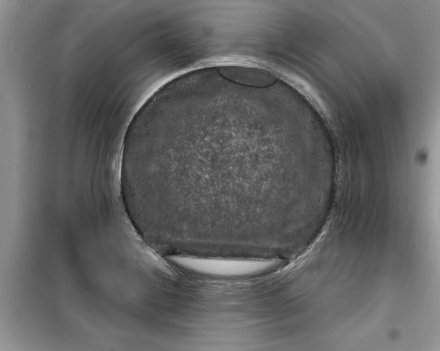 X0000099491228200805291100