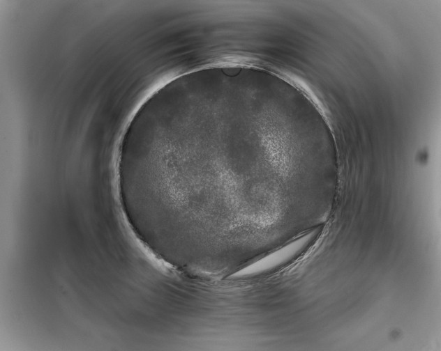 X0000099491235200805291100