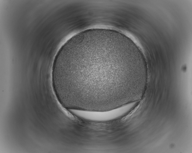 X0000099491237200805291100