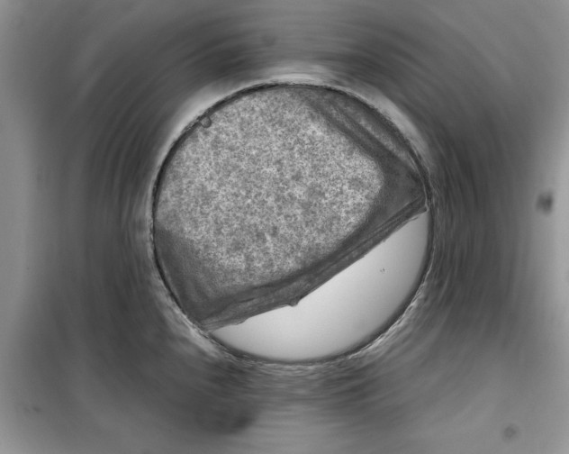 X0000099491240200805291100