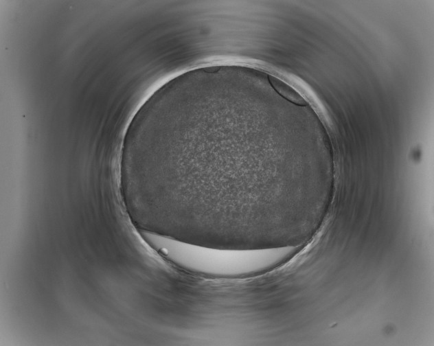 X0000099491244200805291100