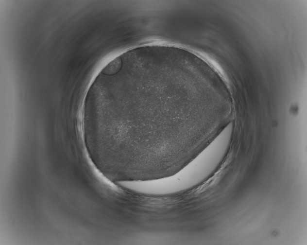 X0000099491247200805291100