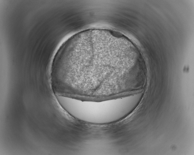 X0000099491248200805291100