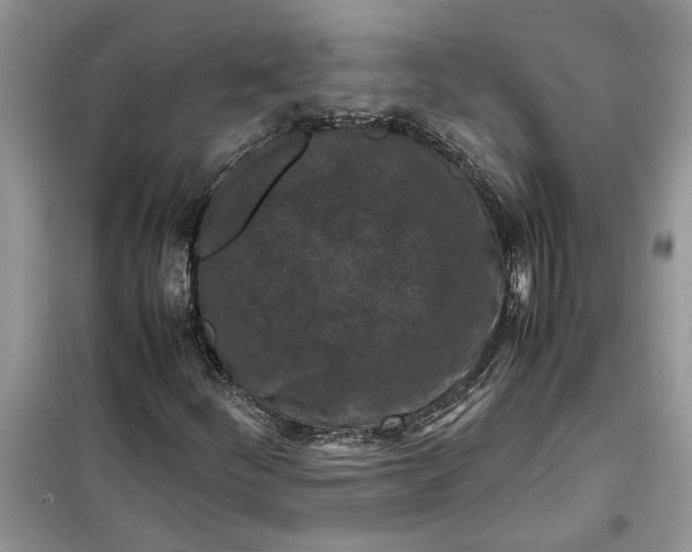 X0000099491252200805291059