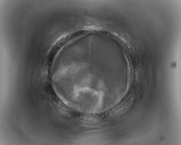 X0000099491254200805291059