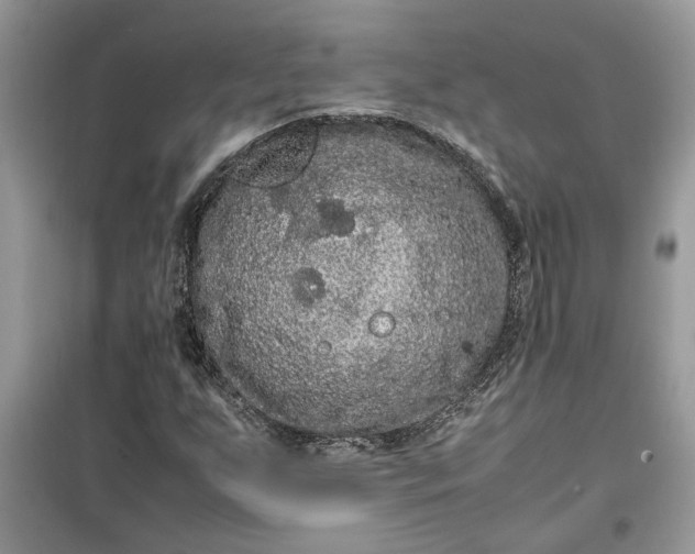 X0000099491255200805291059