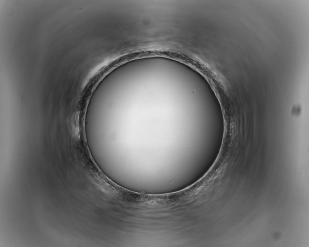 X0000099491262200805291059