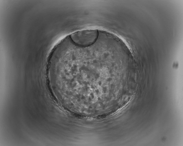 X0000099491263200805291059