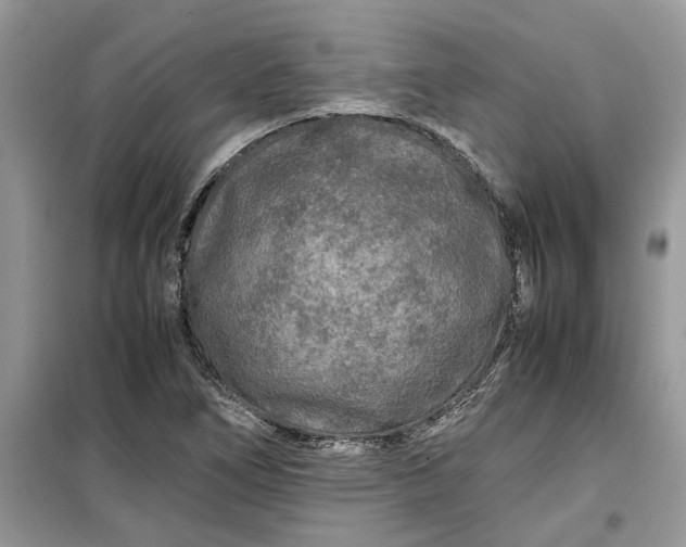 X0000099491266200805291059