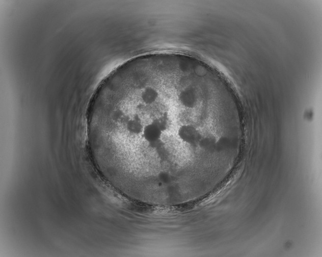 X0000099491267200805291059