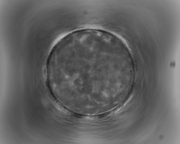 X0000099491271200805291059