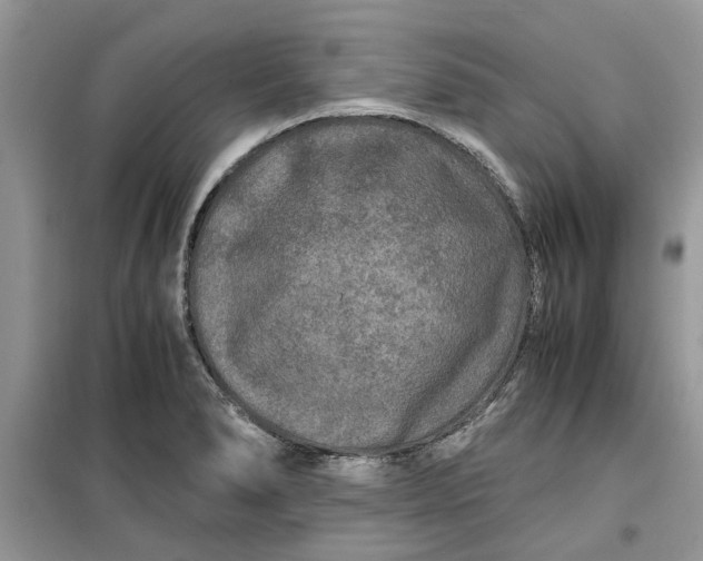 X0000099491278200805291059