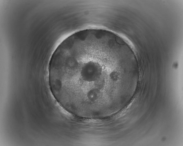 X0000099491287200805291059