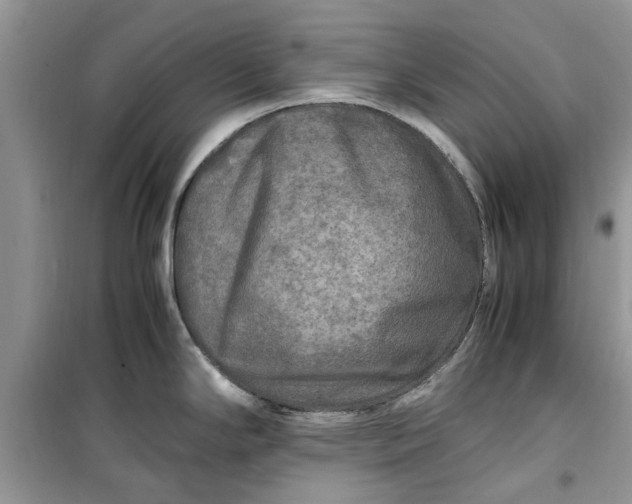 X0000099491294200805291059