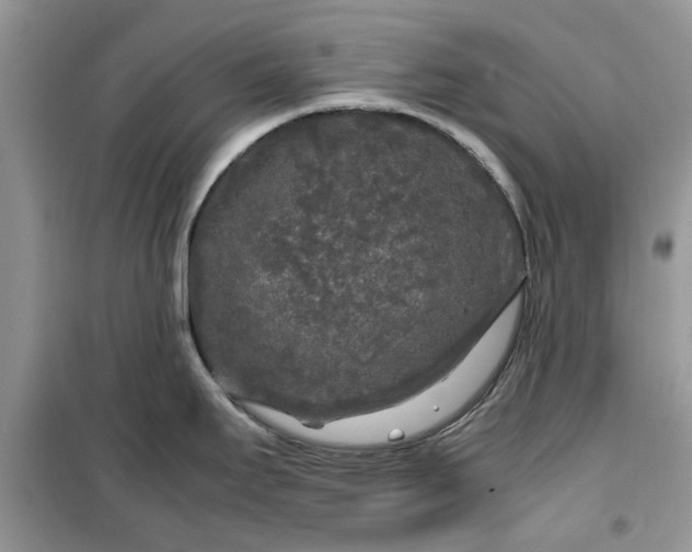 X0000099491295200805291059