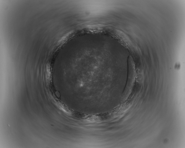 X0000099491298200805291058