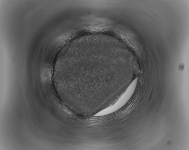 X0000099491300200805291058