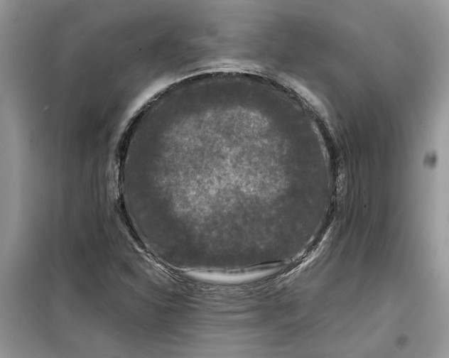 X0000099491310200805291058