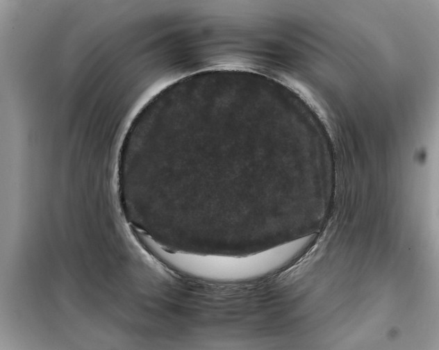 X0000099491331200805291058