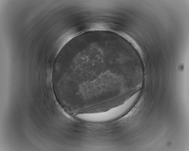 X0000099491337200805291058