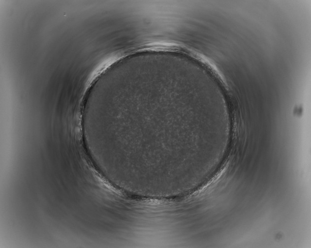 X0000099491362200805291057