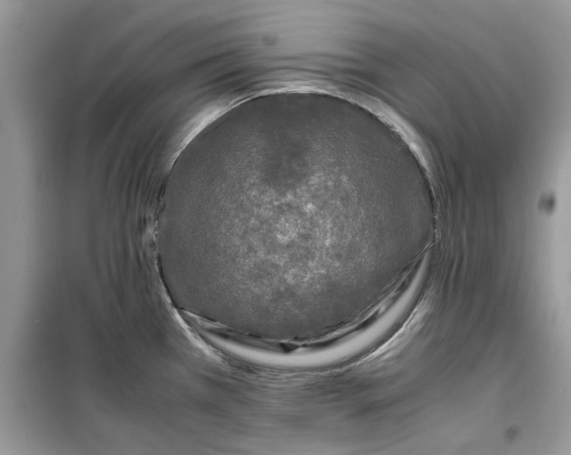 X0000099491385200805291057