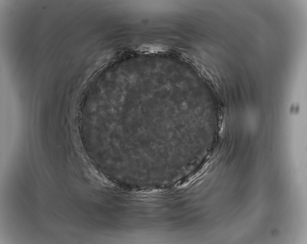 X0000099491393200805291056